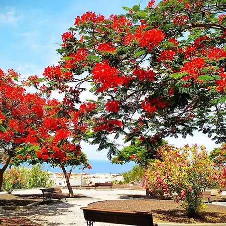 Dream House * كالاو سالفاجي