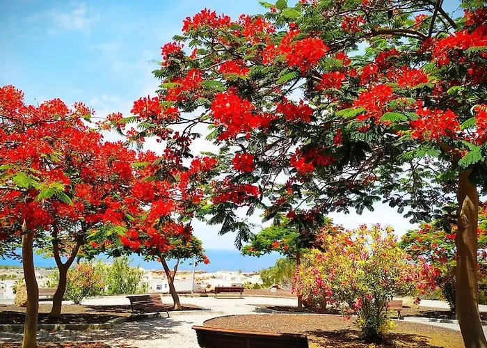 Dream House * كالاو سالفاجي